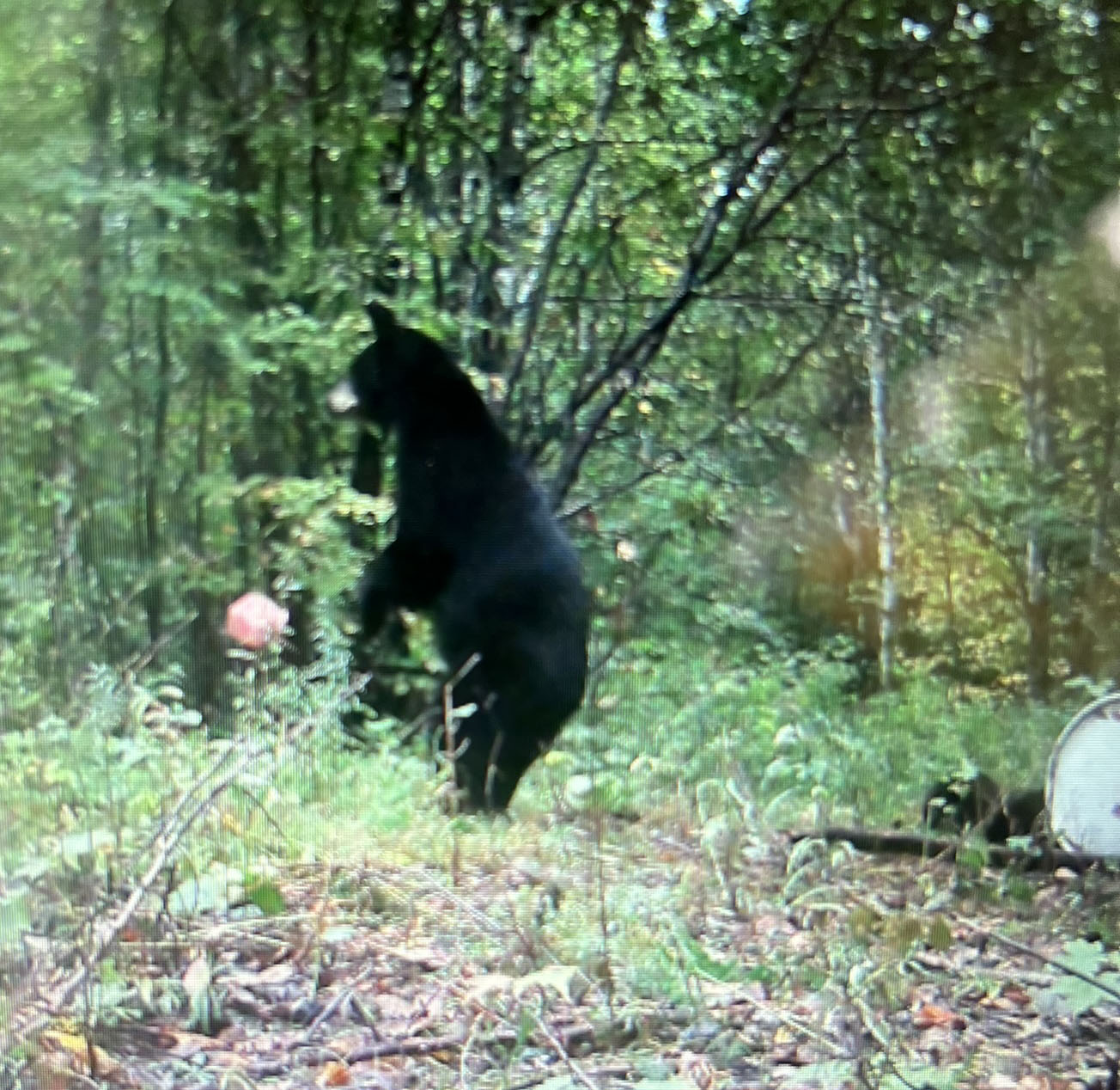 chasse-