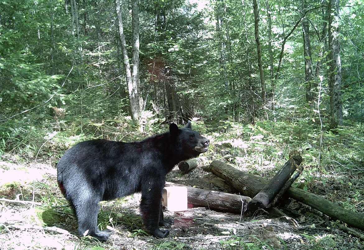 chasse-